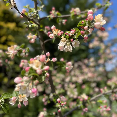 Agrodomek 3* Rzepiska