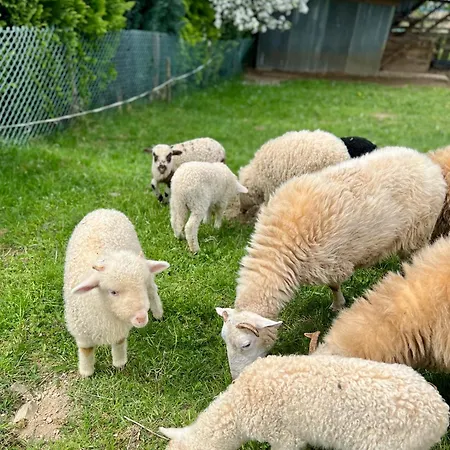 בית הארחה Agrodomek Rzepiska