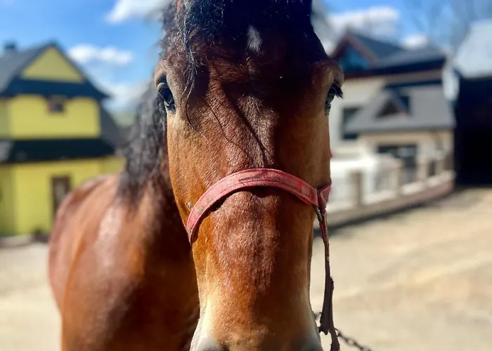 게스트하우스 Agrodomek Rzepiska